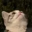 あみのプロフィール画像