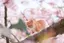 KAIのプロフィール画像