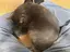 すーのプロフィール画像