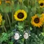 とろろこんぶのプロフィール画像