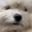 miuのプロフィール画像