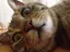 ねここのプロフィール画像