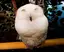 りんのプロフィール画像