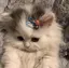 んちゃんのプロフィール画像