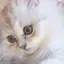 ぼくはねこのプロフィール画像
