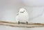 未緒のプロフィール画像