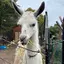 かれんのプロフィール画像