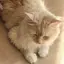 akinoのプロフィール画像