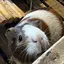 るるのプロフィール画像