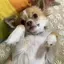 はちこのプロフィール画像