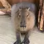 かろんのプロフィール画像