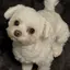 イロハのプロフィール画像