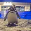 あんずのプロフィール画像