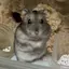 はるのプロフィール画像