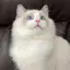 makaronのプロフィール画像
