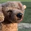 しぃのプロフィール画像