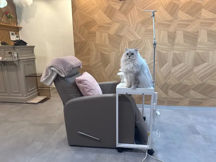 ねこ好きの為のNail Salon Le Dali Deux 東銀座店の内観・外観1