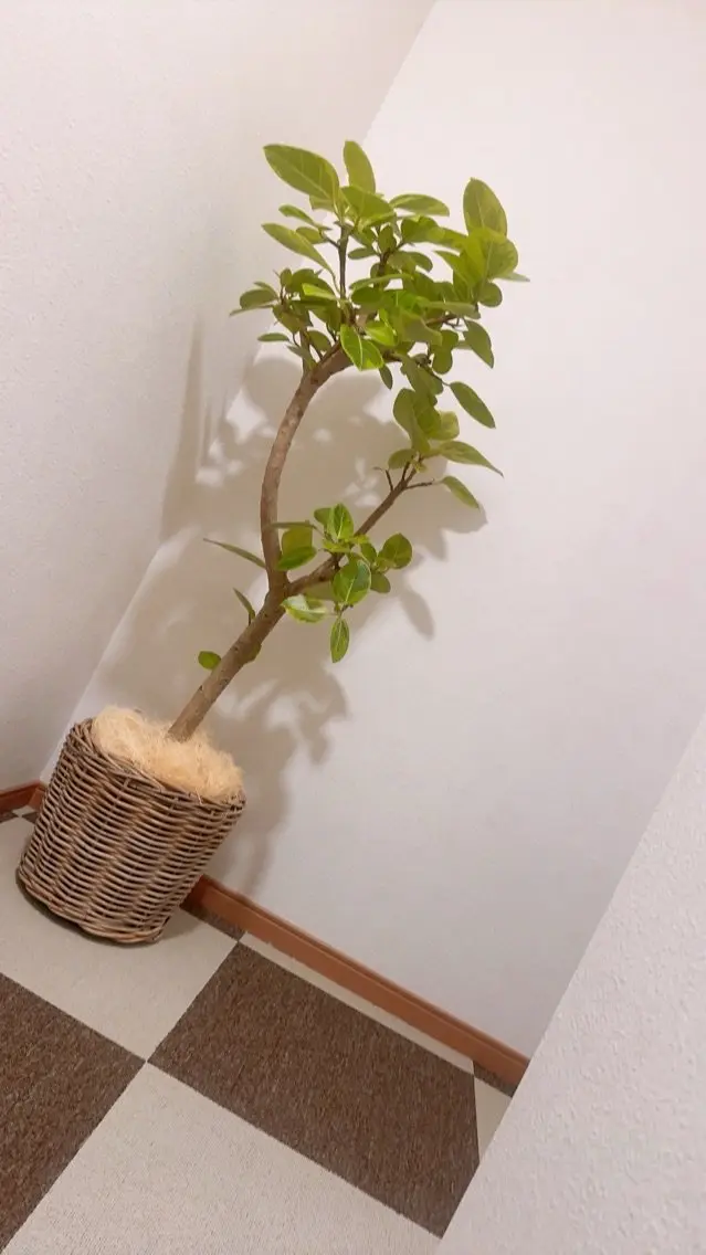 ほぐし屋　はとの手の内観・外観3