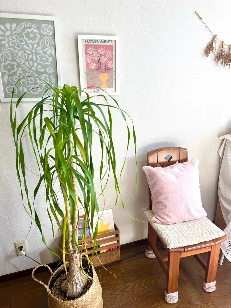 Brasilia Emi’s roomの内観・外観2