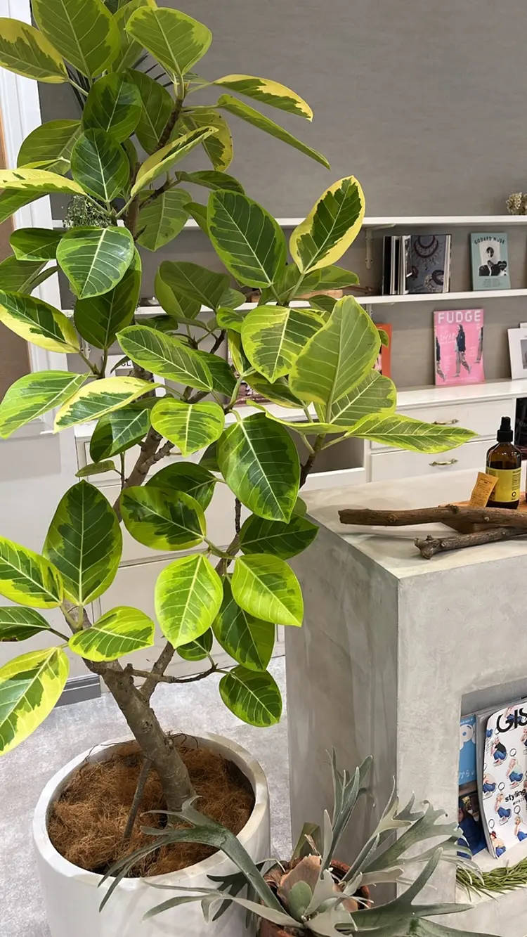 sikiの内観・外観3