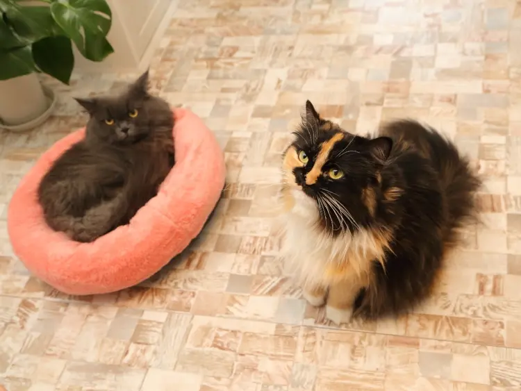 Nail salon Purem🐾の内観・外観2