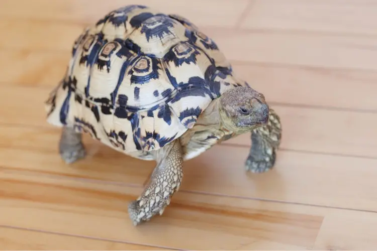 NAILヌシん家の内観・外観2