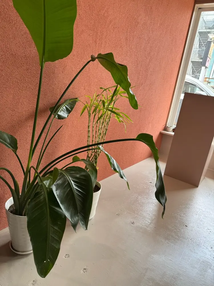 lecocon   e'mueの内観・外観1