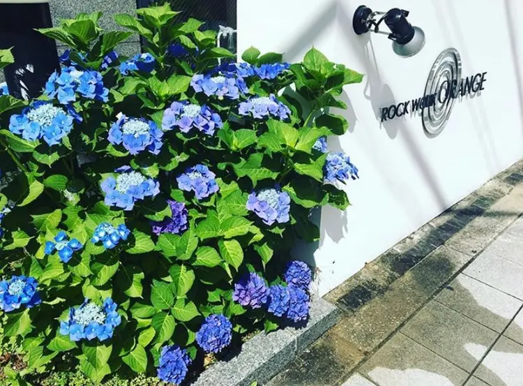 rock work ORANGEの内観・外観1