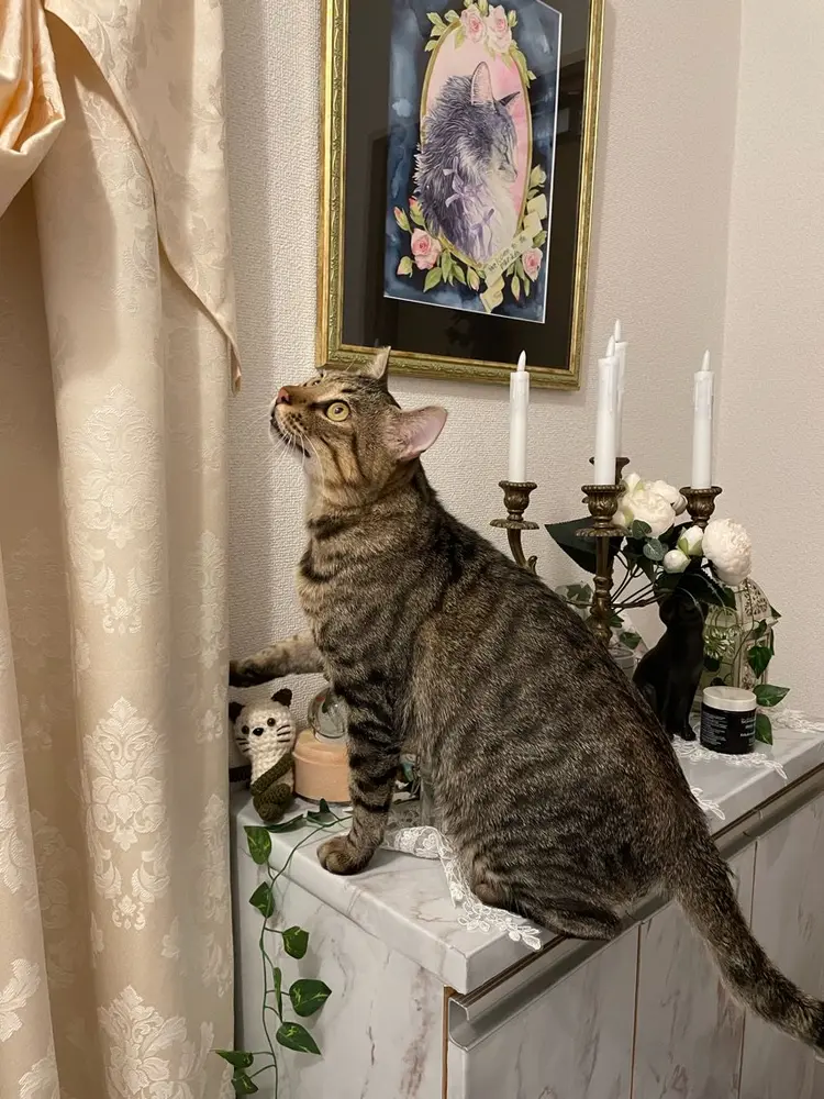 天使の肌救急グリーンピール専門サロン𝓨の内観・外観3