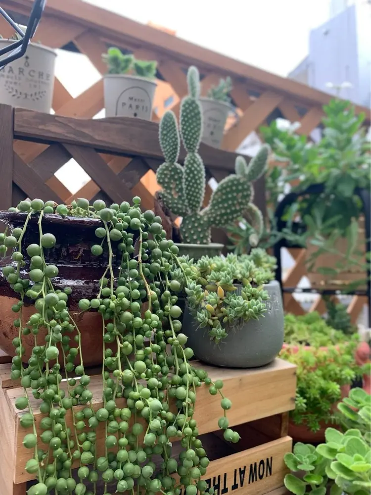 guuscaの内観・外観3