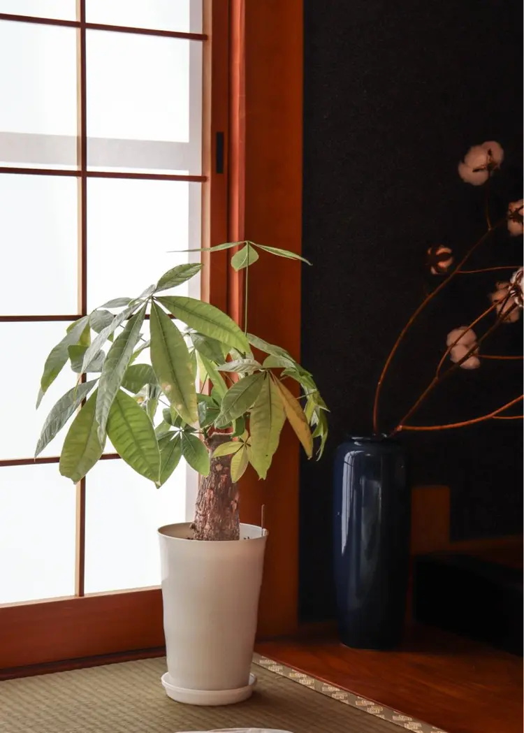 Purantan(プランタン)の内観・外観3