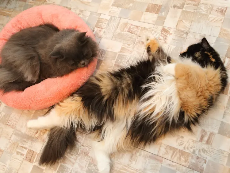 Nail salon Purem🐾の内観・外観3