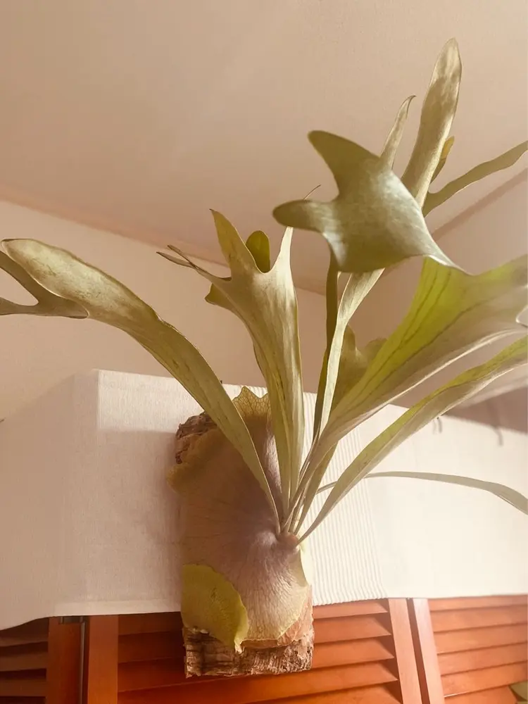 SUN FELICE (サンフェリーチェ)の内観・外観3