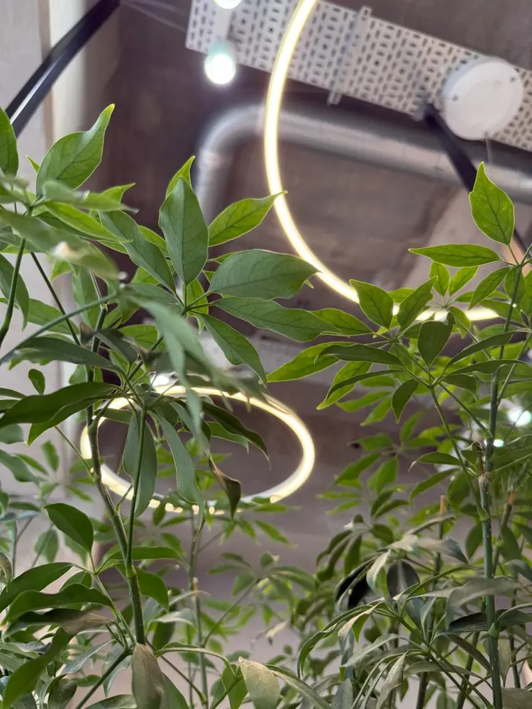 Riganuts 池袋店の内観・外観2