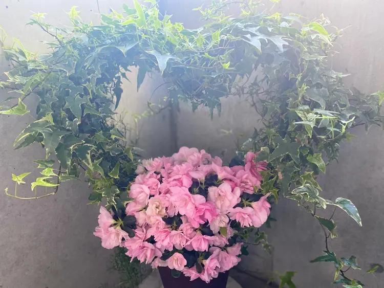 Mandarin Orangeの内観・外観2