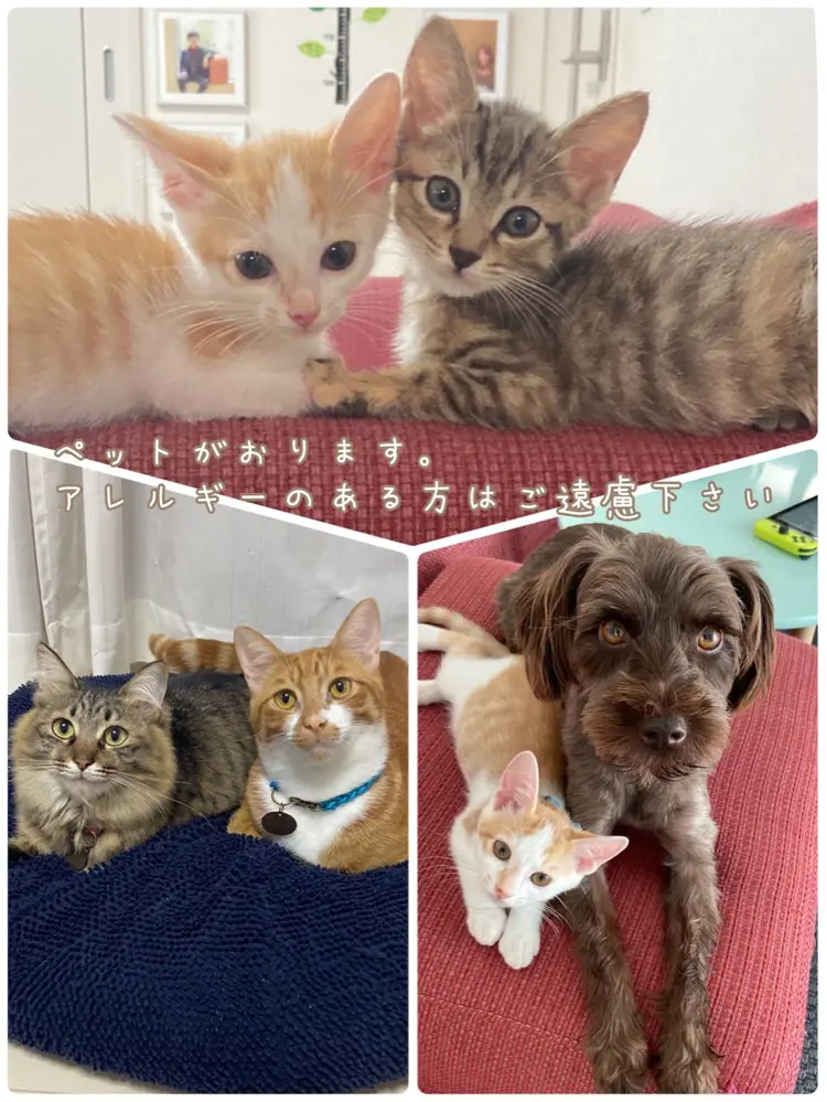 nail     kinaの内観・外観3