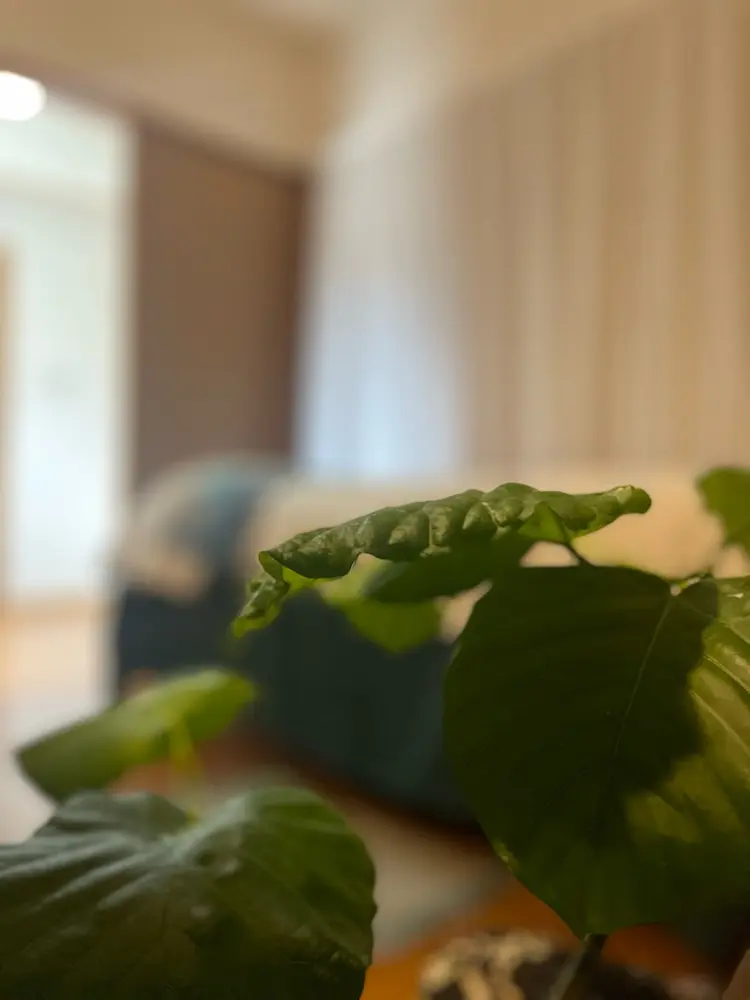 CHURA KUKULUの内観・外観3