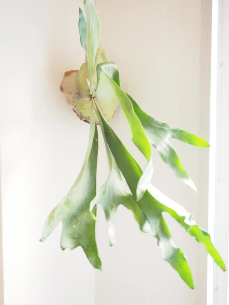 リラクゼーションマッサージHandMildの内観・外観3