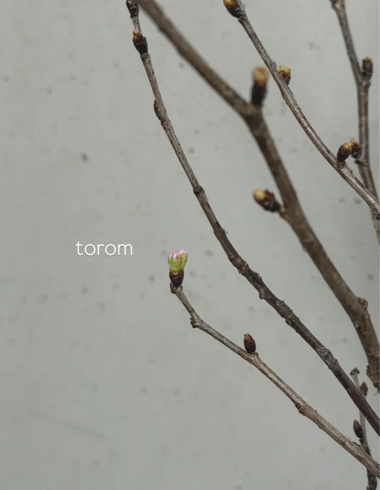 torom nailの内観・外観1