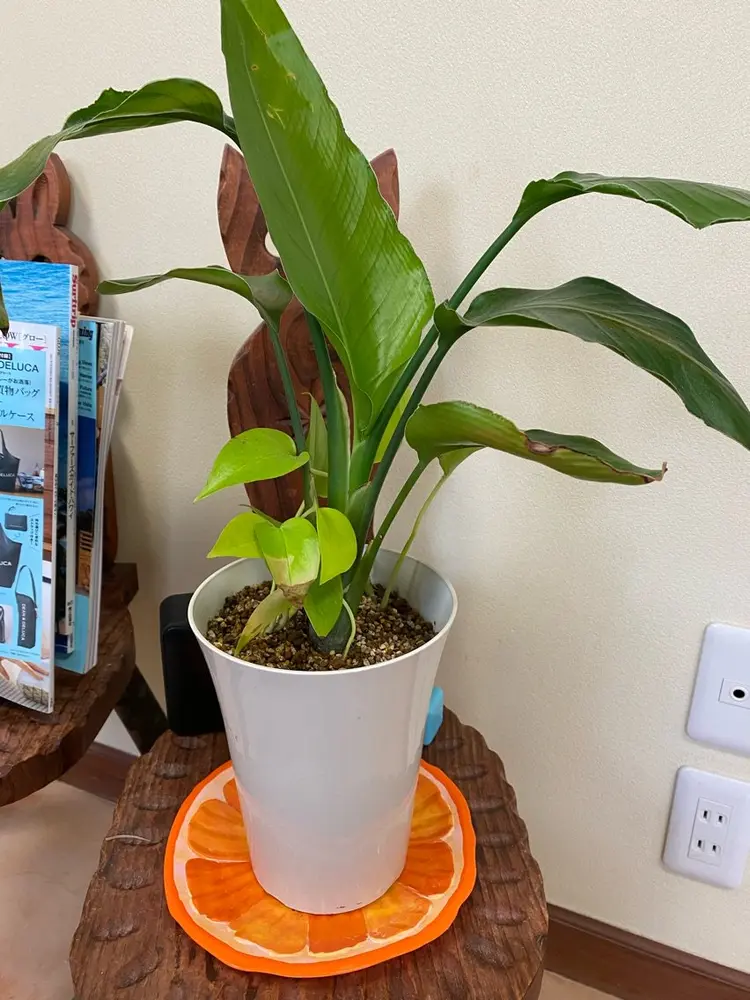 Lotusの内観・外観3