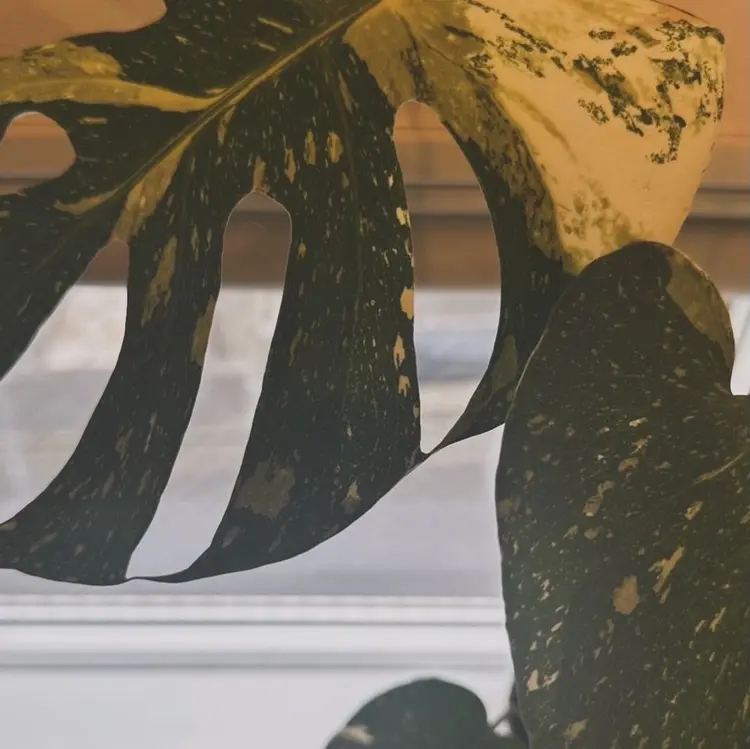 Signail＋の内観・外観2