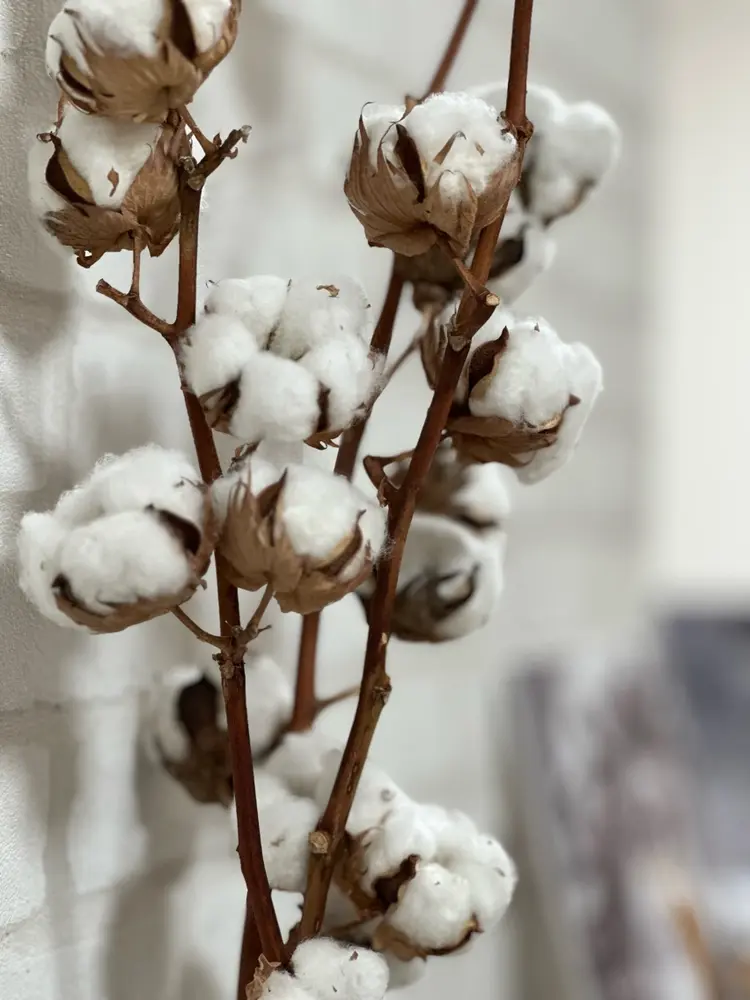 joliesse【ジョリエス】の内観・外観3