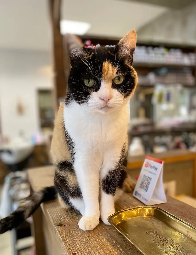 Hair Splinkの内観・外観1