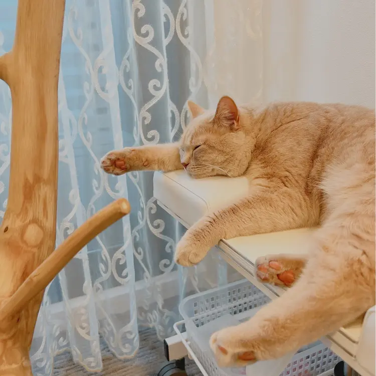 Rawr（ロアー）の内観・外観2