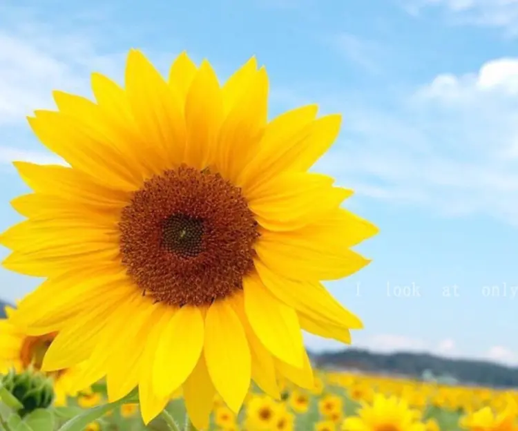 自宅サロン🌸AKARIの内観・外観2