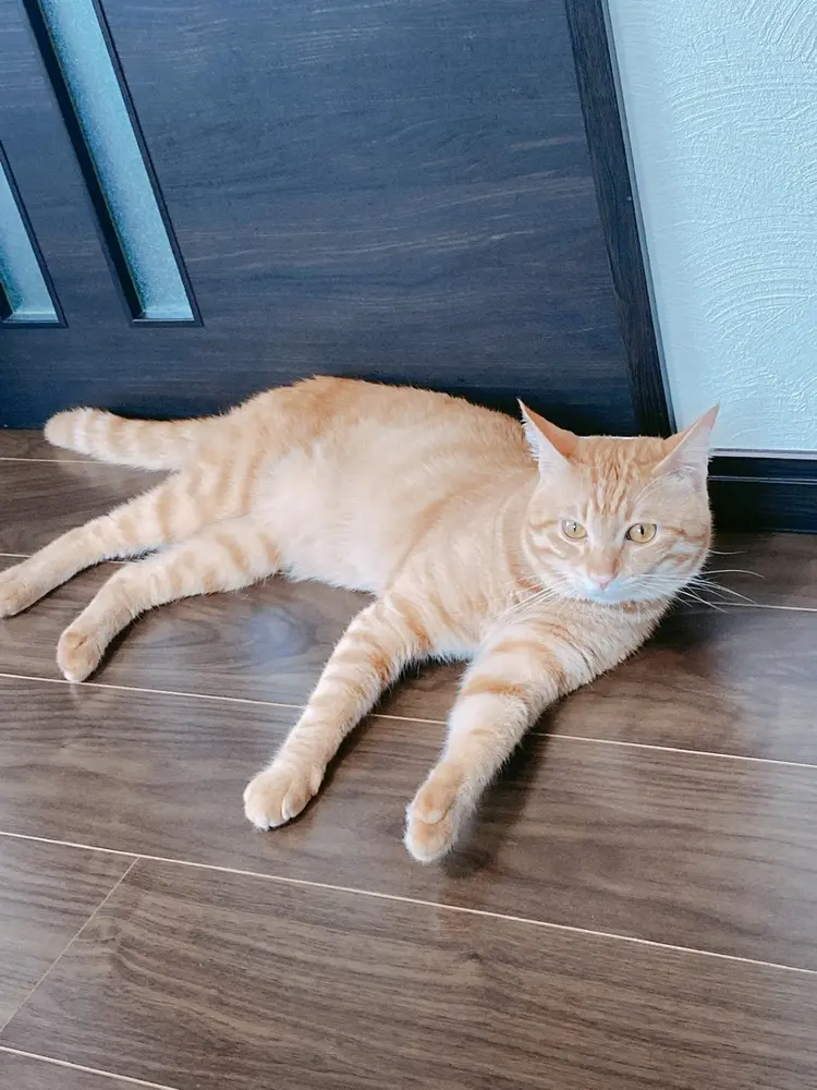 Luanaの内観・外観1