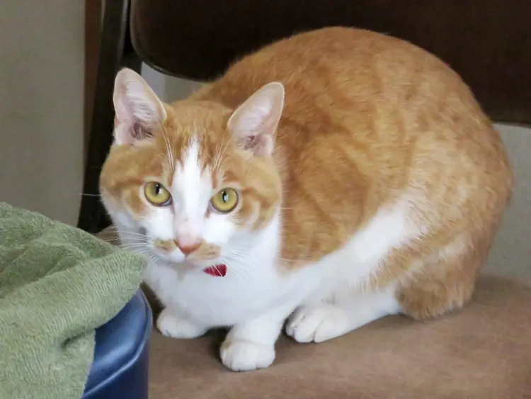 アロマルームサロン猫のひげの内観・外観3