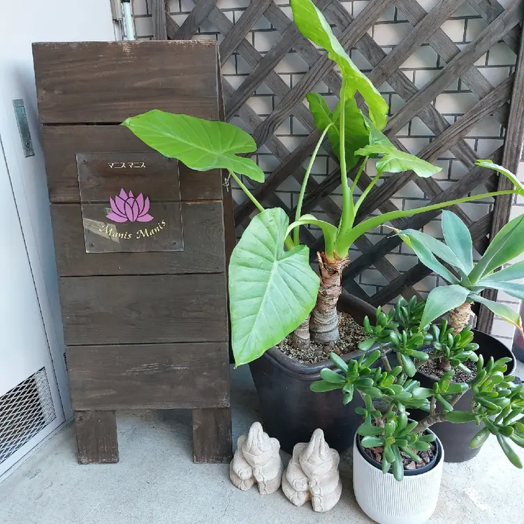 Manis Manis の内観・外観3