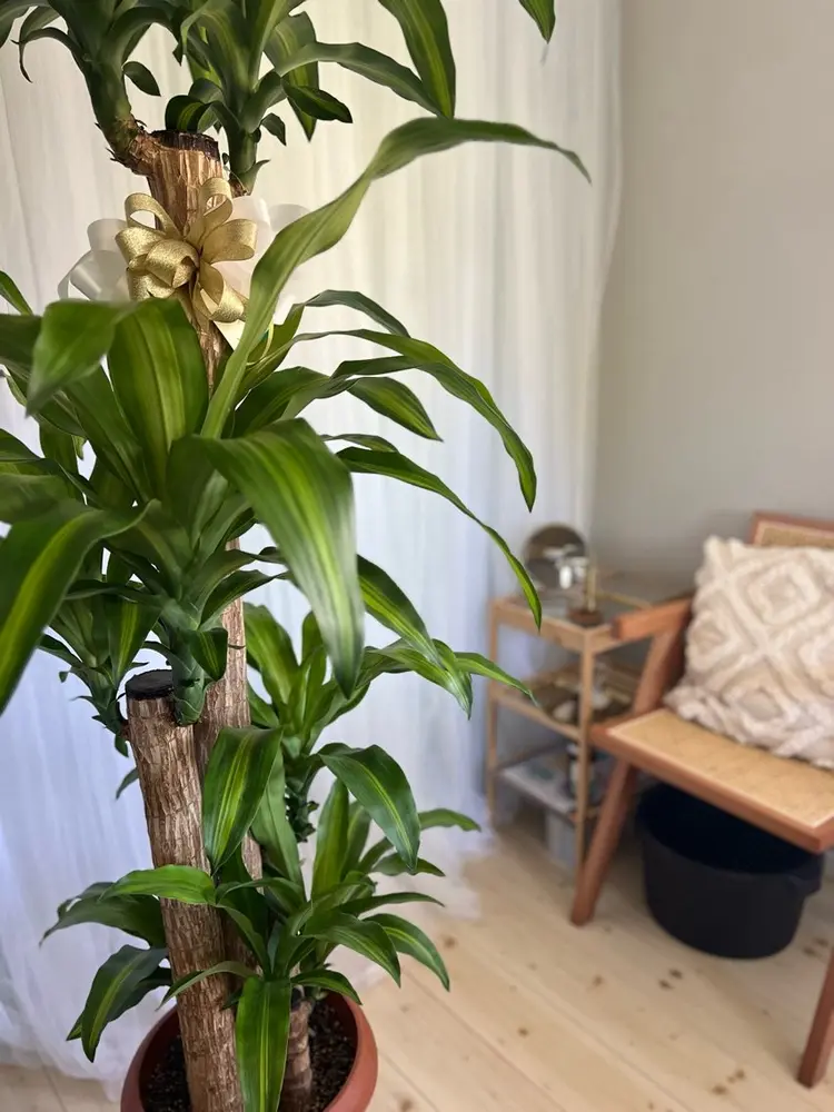 リラクゼーションサロンJOUJOUの内観・外観3