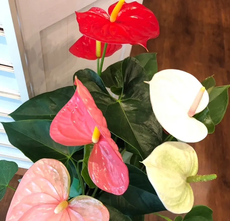 petitbonheurの内観・外観2